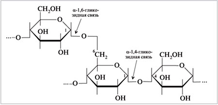 Фрагмент молекулы амилопектина – высокоразветвленного полимера D-глюкозы