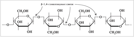 Целлюлоза – линейный полимер D-глюкозы с -1,4-гликозидными связями